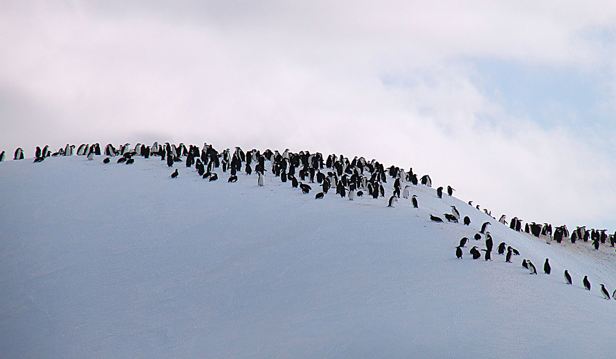 Pinguine auf einem Eisberg